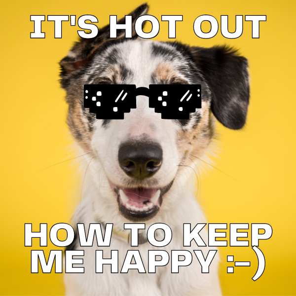 Keeping Your Canine Companion Cool: Essential Tips for Caring for Your Dog in Hot Weather